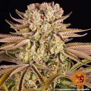 Pineapple Express fem. Barney's