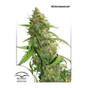 Tricomas - Tienda online CBD Alta Calidad