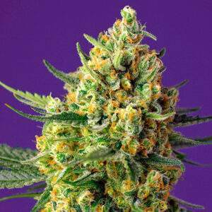 Auto Crystal Candy XL 5+2 u. fem. Sweet Seeds