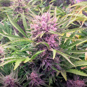 Tricomas - Tienda online CBD Alta Calidad