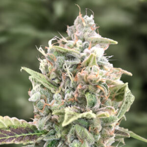 Tricomas - Tienda online CBD Alta Calidad