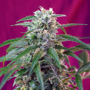 Tricomas - Tienda online CBD Alta Calidad