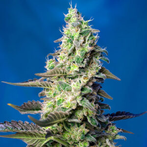 Tricomas - Tienda online CBD Alta Calidad