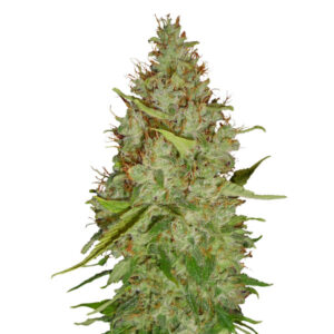 Tricomas - Tienda online CBD Alta Calidad