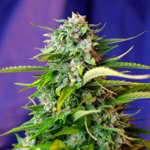 Auto Jack 47 XL 5+2 u. fem. Sweet Seeds