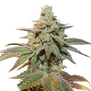 Tricomas - Tienda online CBD Alta Calidad