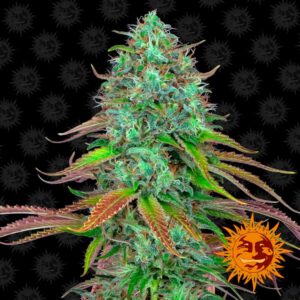 Tricomas - Tienda online CBD Alta Calidad