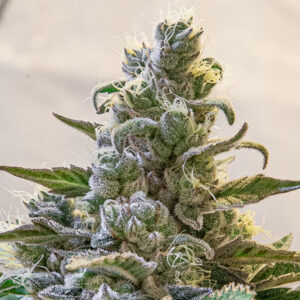Tricomas - Tienda online CBD Alta Calidad