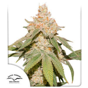 Tricomas - Tienda online CBD Alta Calidad