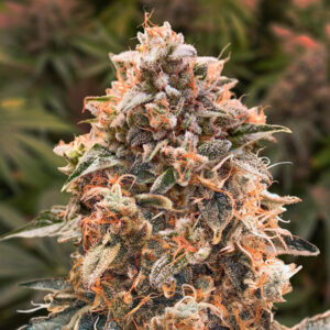 Auto Super Glue #4 - 5 ud High Speed Buds