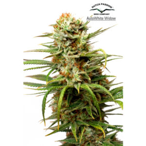 Tricomas - Tienda online CBD Alta Calidad