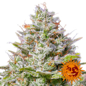 Tricomas - Tienda online CBD Alta Calidad