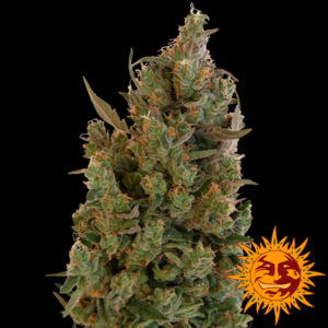 Tricomas - Tienda online CBD Alta Calidad