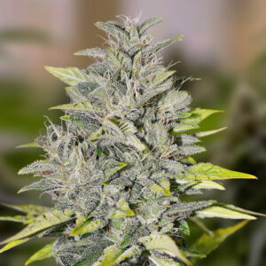 Tricomas - Tienda online CBD Alta Calidad