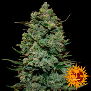 Tricomas - Tienda online CBD Alta Calidad