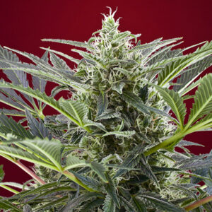 Tricomas - Tienda online CBD Alta Calidad