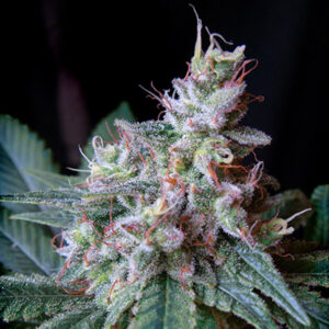 Tricomas - Tienda online CBD Alta Calidad