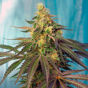 Tricomas - Tienda online CBD Alta Calidad