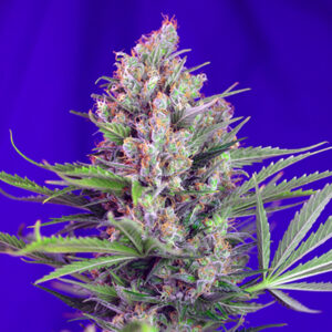 Tricomas - Tienda online CBD Alta Calidad