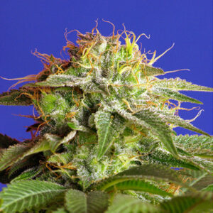 Tricomas - Tienda online CBD Alta Calidad
