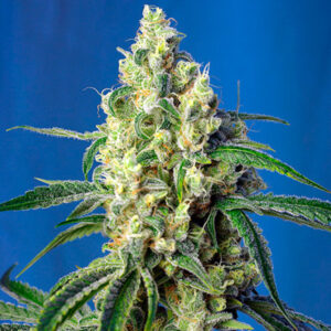 Tricomas - Tienda online CBD Alta Calidad