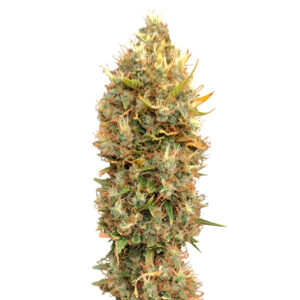 Tricomas - Tienda online CBD Alta Calidad