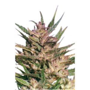 Tricomas - Tienda online CBD Alta Calidad