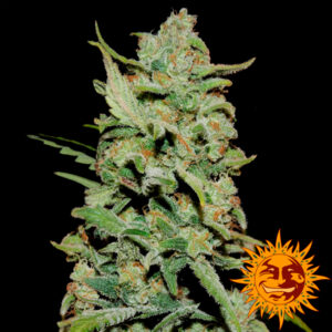 Peyote Critical fem. Barney's
