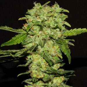 Tricomas - Tienda online CBD Alta Calidad