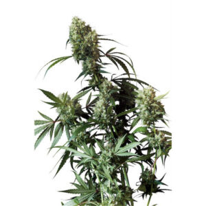 Tricomas - Tienda online CBD Alta Calidad