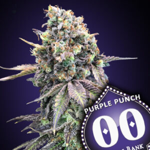 Purple Punch 5 u. fem. 00 Seeds