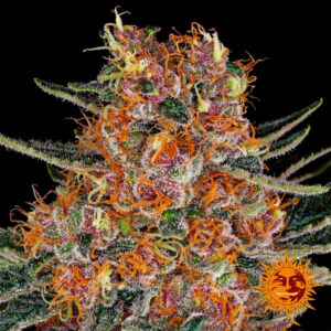 Tricomas - Tienda online CBD Alta Calidad