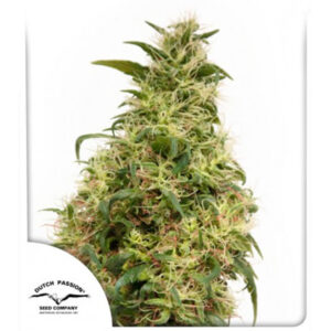 Tricomas - Tienda online CBD Alta Calidad