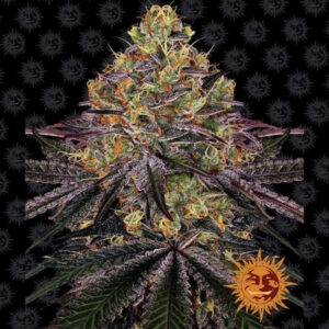 Watermelon Zkittlez fem. Barney's