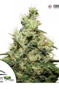 CBD Kush fem. Dutch Passion