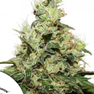 Tricomas - Tienda online CBD Alta Calidad