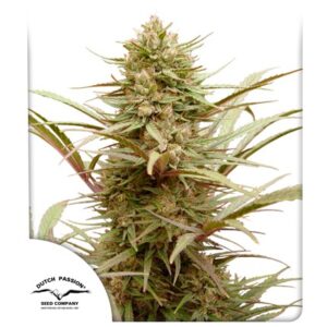 Tricomas - Tienda online CBD Alta Calidad