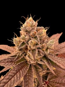 Fancy Don Rouch 5 u. fem R-Kiem Seeds