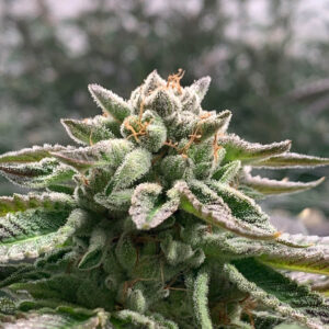 Tricomas - Tienda online CBD Alta Calidad