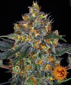 Auto Moby Dick fem. Barney's