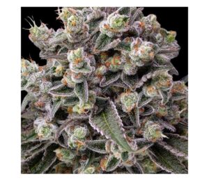 OG Kush fem. Barney's