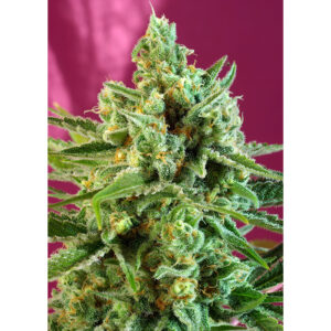 Tricomas - Tienda online CBD Alta Calidad