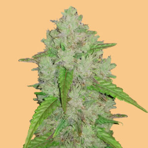 Auto Critical fem. FastBuds Seeds