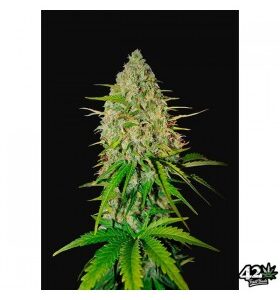 Tricomas - Tienda online CBD Alta Calidad