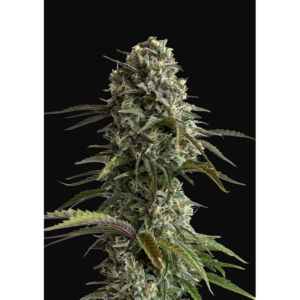 Tricomas - Tienda online CBD Alta Calidad