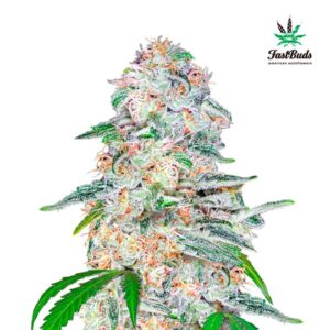 Tricomas - Tienda online CBD Alta Calidad