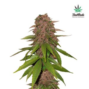 Tricomas - Tienda online CBD Alta Calidad