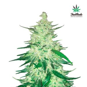 Tricomas - Tienda online CBD Alta Calidad