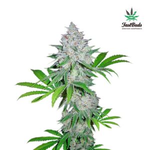 Tricomas - Tienda online CBD Alta Calidad