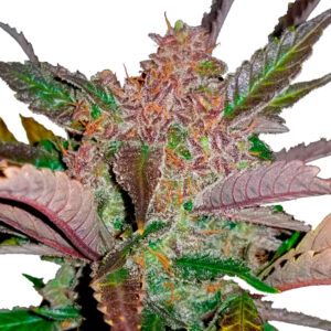 Tricomas - Tienda online CBD Alta Calidad